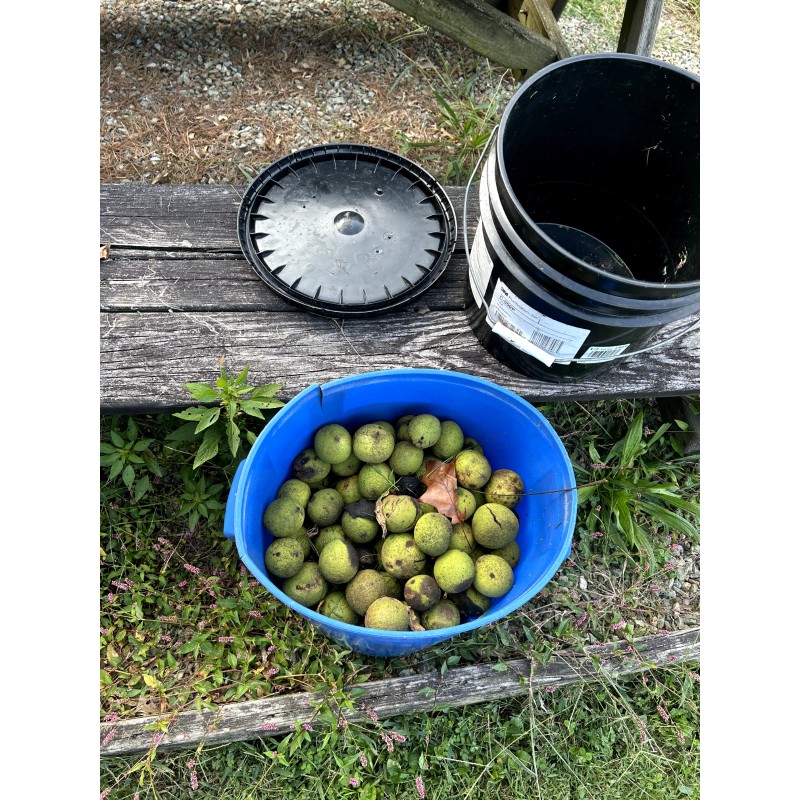 BLACK WALNUTS: 5lbs Fresh Organic 2025 Harvest, Naturally Grown in