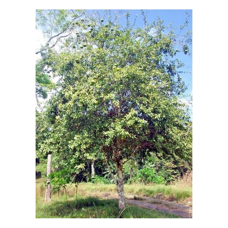 10 Seeds Bael Fruit Tree | Aegle marmelos Bengal Quince