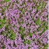 200PCS Lemon Thyme Seeds Thymus Pulegioides Ground Cover Seeds Heirloom