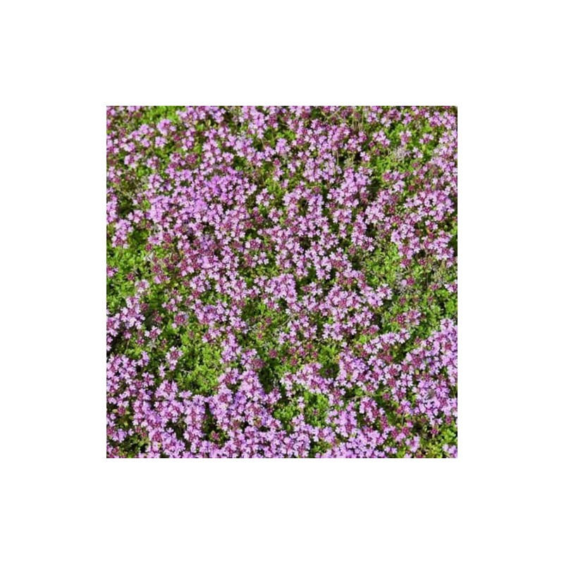 200PCS Lemon Thyme Seeds Thymus Pulegioides Ground Cover Seeds Heirloom