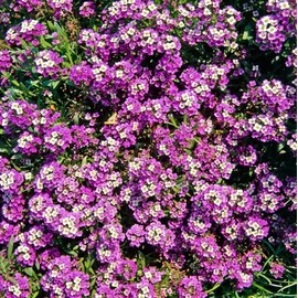 5000+Alyssum Flower Seeds to Plant Outdoor -Perennial Oriental Nights Flower for Planting Your Container Garden Home Attracts Bees & Pollinated Non-GMO Heirloom