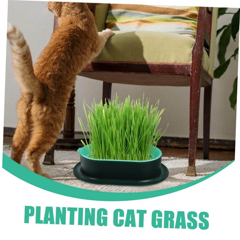 BESPORTBLE 2 Sets Hydroponic Cat Grass Planter Set Soilless Catnip