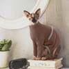 Hjyokuso Cat Jumper, Sphynx Cat Jumper, Cat Clothing, Soft and