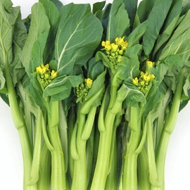 TomorrowSeeds Yu Choy Sum Seeds | 70D Improved Gai Lan Chinese Mustard Green Caitai Seed 2024