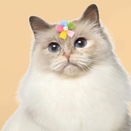 FOMIYES Dog Accessory Pet Accessories Dog Hair Clips 10pcs Puppies Hair Barrettes Cute Flower Hairpin for Dog Cat Pet Hair Grooming Accessories Party Birthday Supplies