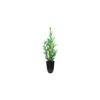 Italian Cypress Tree | 10 Live Seedlings | Cupressus Sempervirens