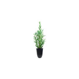 Italian Cypress Tree | 10 Live Seedlings | Cupressus Sempervirens | Formal Elegant Mediterranean Style Plants