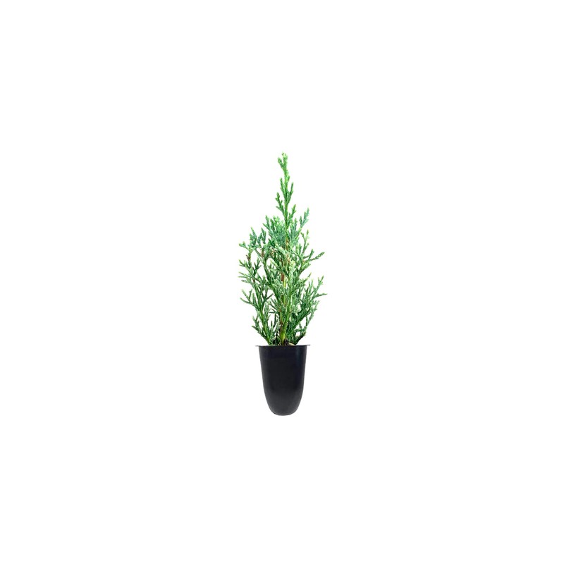 Italian Cypress Tree | 10 Live Seedlings | Cupressus Sempervirens
