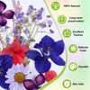 MTLEE 24 Pack Dried Pressed Flower Candle Painting Kit 6