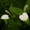 ChamGoods 삼백초 추출물 복합정 60정 1통 300 Herb Extract Complex