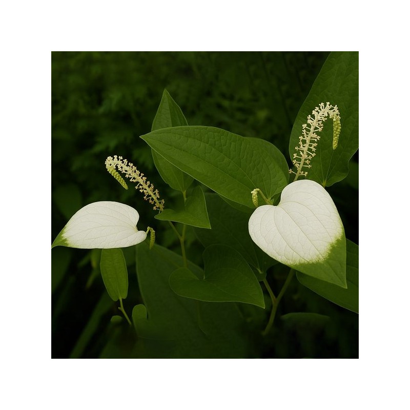 ChamGoods 삼백초 추출물 복합정 60정 1통 300 Herb Extract Complex
