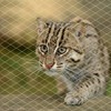 Cat Balcony Net, Anti-Fall Pet Safety Fence - Transparent Nylon