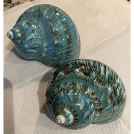 Large Natural Conch Seashell Hermit Crab Green Turbo Rare Real Crabs 4-4.5" In