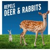 Liquid Fence Liquid Fence Deer and Rabbit Repellent Ready-to-Use, Apply