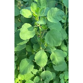 Papalo Papaloquelite Porophyllum ruderale Bolivian Coriander Premium Seeds for Planting Packet