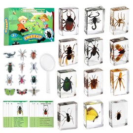 Artojoy Insect in Resin Specimen, 12 PCS Scientific Educational Bugs Collection, Real Specimens of Various Butterflies and Beetles Preserved, Stickers, Science Classroom Preschool Display(Total 61pcs)