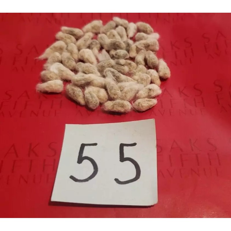 55 WHITE COTTON Gossypium Seeds Non-GMO USA Seller Grow Your