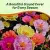 Outsidepride Mixed Moss Rose Seeds - 10000 Pcs Annual, Drought