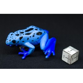 Miniblings Poisoned Frog Brooch Pin Badge Button Rainforest Blue