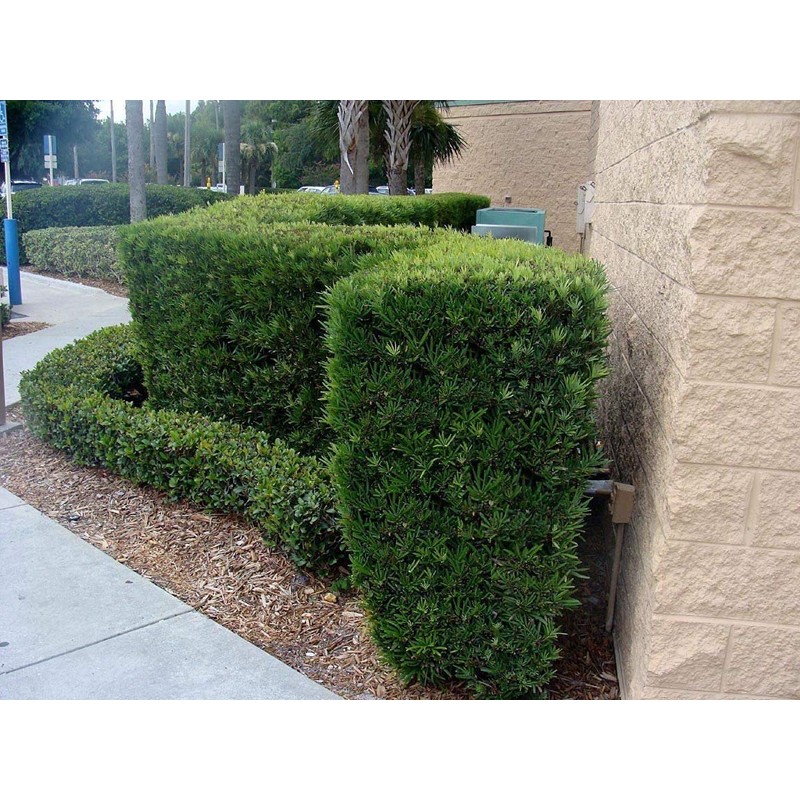 Dwarf Podocarpus Macrophyllus Pringles - 3 Live Plants - Dense