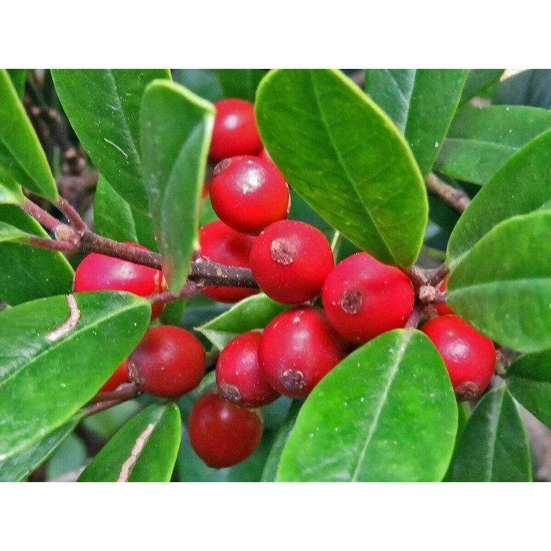Tree 2 Foster Holly Trees/Shrubs - Live Plants - 6-12"