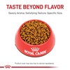 Royal Canin Feline Breed Nutrition Bengal Adult Dry Cat Food,