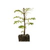 Dawn Redwood | Medium Tree Seedling | The Jonsteen Company
