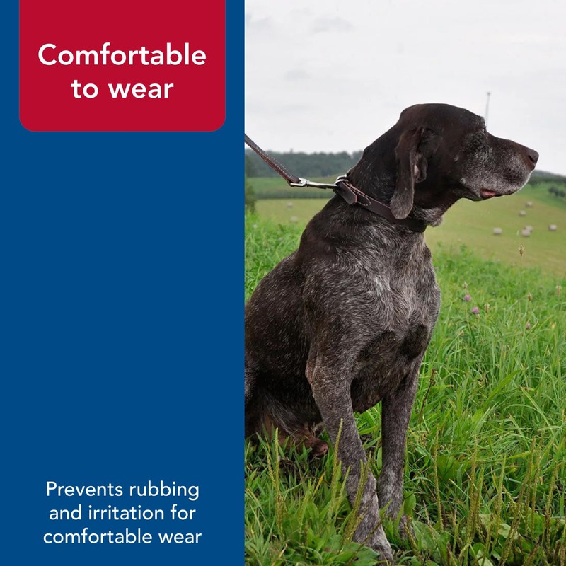 Coastal Pet - Circle T - Latigo Leather Town Dog