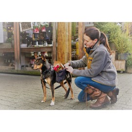 RC Pet Products Quest Day Pack, Dog Backpack, Heather Teal, Medium