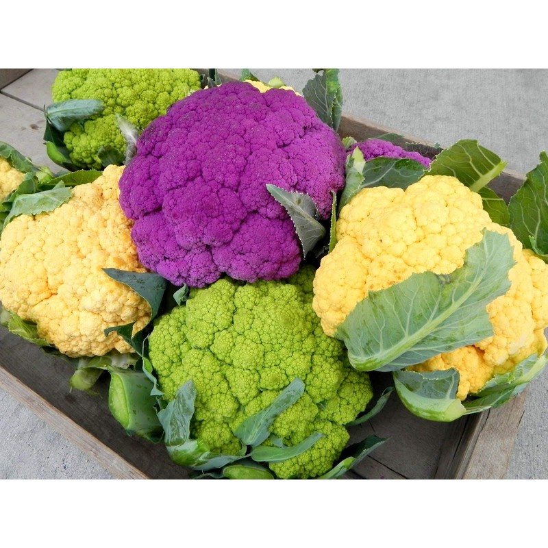 Colorful Cauliflower Mix of 5 Varieties Seeds for Planting Around