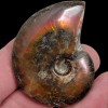 LapidaryCentral Flashy Red Polished Iridescent Ammonite with Flowering! 1.5-2 Inches!