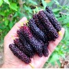 Seed-Top 200 Pakistan Mulberry Fruit Tree Seeds Popular Variety Rare