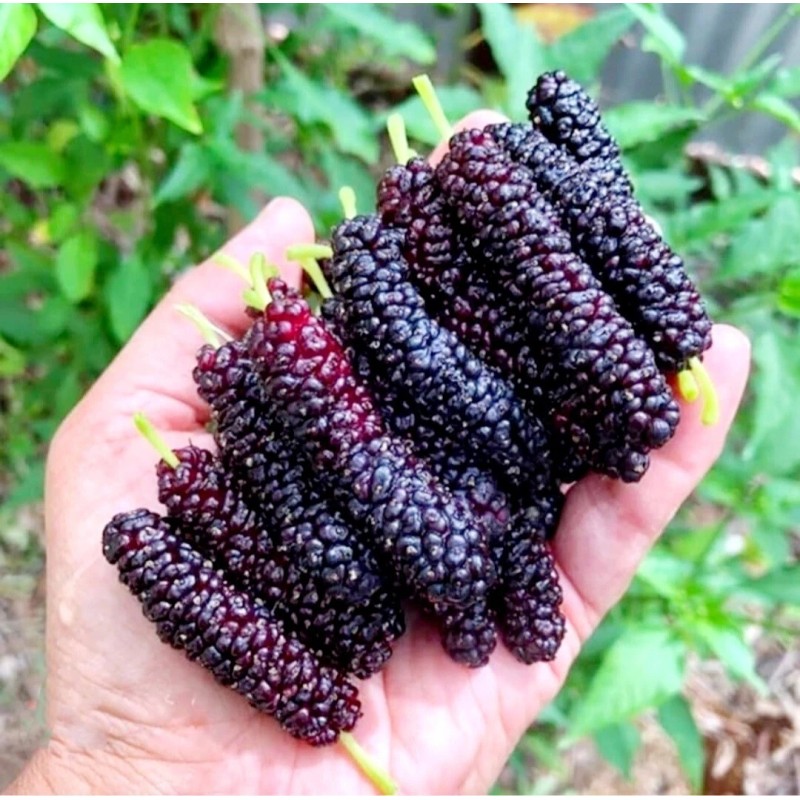 Seed-Top 200 Pakistan Mulberry Fruit Tree Seeds Popular Variety Rare