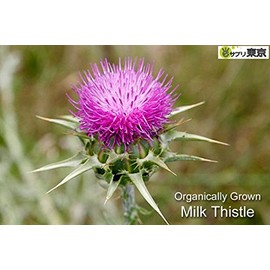 ekurekutexikku, Milk Thistle (mirukusisuru, nogesi) 600mg X 90 Capsules E174 
