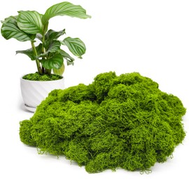 Aspamms Fake Green Moss for Potted Plants Indoor, 5.3oz Artificial Moss for Crafts, Faux Moss Decor for Fairy Garden, DIY Decorative, Model Making, Walls, Glass Containers, Home