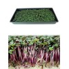 Red Rock Mammoth Cabbage Seeds: 1 Oz - Non-GMO, Chemical