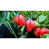 Congo Red Trinidad Hot Pepper 10+ Seeds