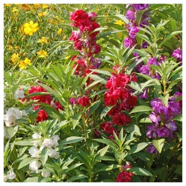 Everwilde Farms - 1/4 Lb Camilia Flowered Mix Balsam Wildflower Seeds - Gold Vault
