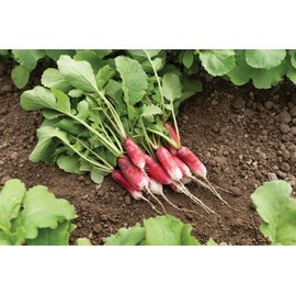 Fresh FRENCH BREAKFAST RADISH 100 SEEDS NON-GMO FRESH FOR GARDENS