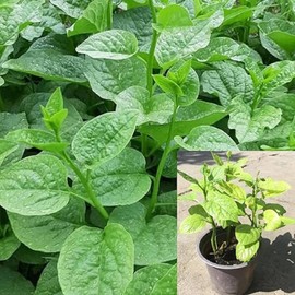CHUXAY GARDEN Rare Malabar Spinach Seed Spinach Seeds for Planting Red Vines Leaf Heirloom Ceylon Spinach Edible Non-GMO Climbing Spinach 100 Seed Vegetables Easily Grow