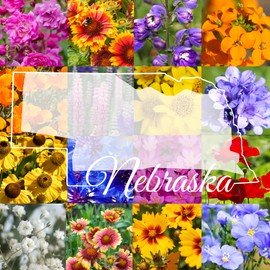 Western Nebraska Wildflower Seed Mix, 1 lb Covers 3,200 sq ft, Multi-Color Blooms, Spring and Fall Planting (1/4 Pound)