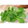 SeedsUP - 500+ Seeds Corn Salad Lamb's Lettuce - Vegetable