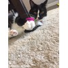 HEUHAI 15-Piece Cat Toy Set for Kittens and Indoor Cats