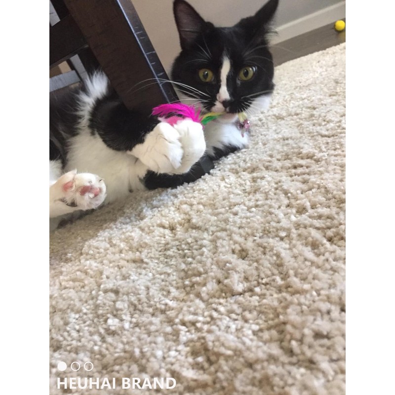 HEUHAI 15-Piece Cat Toy Set for Kittens and Indoor Cats