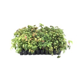 Firepower Heavenly Bamboo - 10 Live Plants - Nandina Domestica