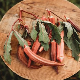 Jing Orange Okra - 50 Seeds - Unique Chinese Okra Variety, Beautiful Red-Orange Pods, Non-GMO Heirloom Okra Seeds for Planting in The Home Garden, Thresh Seed Company
