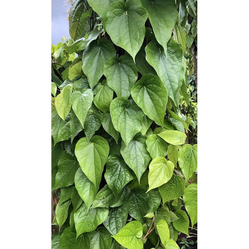Fresh Betel Leaf, Paan, Piper Betel (10) NOT A Plant