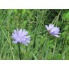 Bluest Blue Chicory 100 Seeds, Beautiful Blue Cut Flower