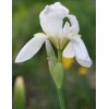 White 4 Bearded Iris Rhizomes White Heirloom - FRESHLY DUG