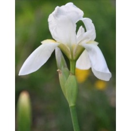 White 4 Bearded Iris Rhizomes White Heirloom - FRESHLY DUG
